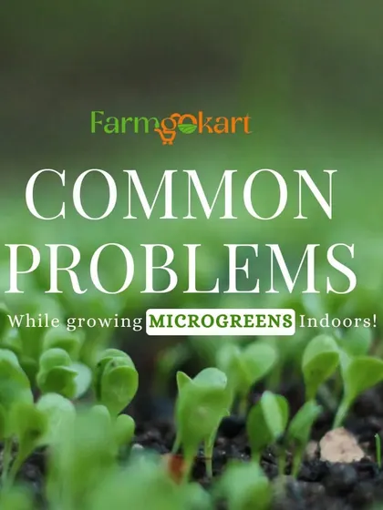 While growing microgreens is easy, there can be some common problems. This series of images will help you troubleshoot issues like mold, slow germination, and uneven growth.