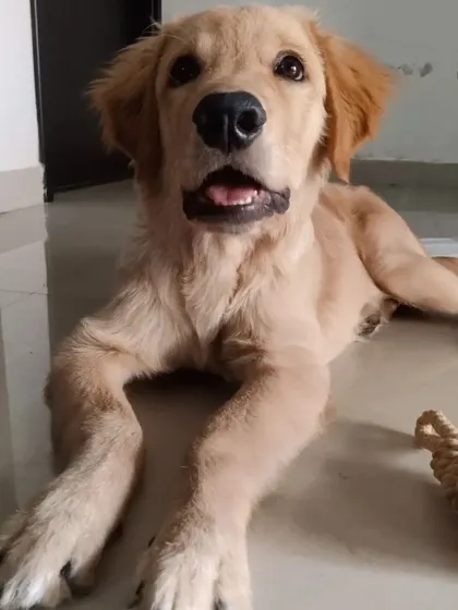 The face of a happy, well-cared-for puppy. Hope is all smiles after a good play session.
