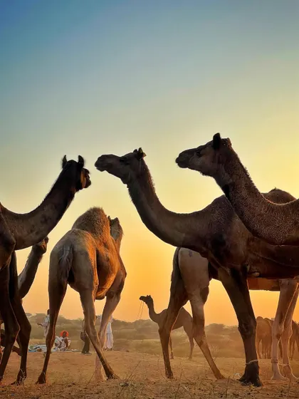 A group of camels standing in the desert at sunset, their long necks creating interesting shapes against the colorful sky.