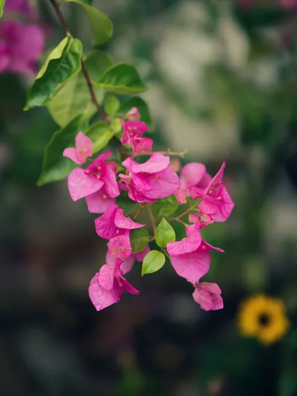 Pink bougainvillea flowers. The cool edit gives the image a unique look, contrasting the pink flowers with desaturated green leaves.