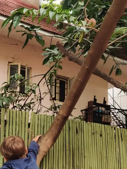 A child gazes up at the Bulls Heart fruit on his favorite climbing tree, the spark of an idea forming. This is where curiosity begins.