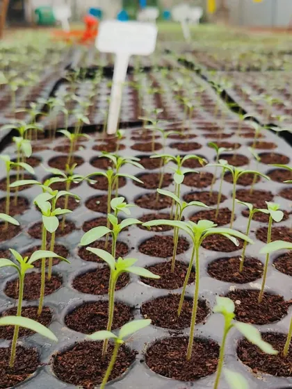 Another view of our young seedlings, standing tall and green. We take great pride in the quality of our nursery production.