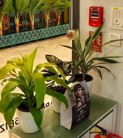 Small potted plants placed on a counter at a salon. Even small arrangements can make a big impact, adding a fresh, natural element to the customer service area.