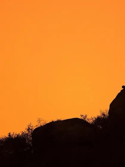 A rare silhouette of a leopard perched on a rocky outcrop at sunset in Bandipur. This is an example of being in the right place at the right time with the right creative vision.
