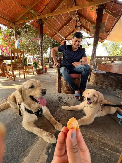 A close-up shot showing two well-mannered dogs looking up at a treat being offered. Our cafe is a great place to practice training and good manners in a real-world setting.