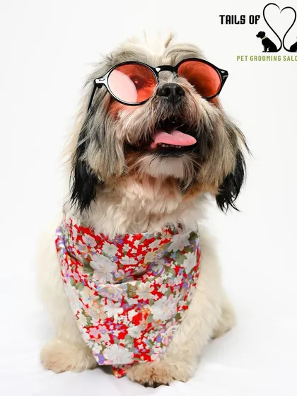 Looking cool after a tick and flea bath. This treatment ensures your pet is not only stylish but also healthy and parasite-free.