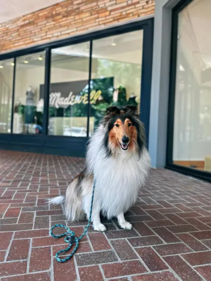 Noel is a sassy girl who came for a refresher on basics and to stop stealing socks for attention. Now she's a well-behaved graduate, posing beautifully during a real-world training outing.
