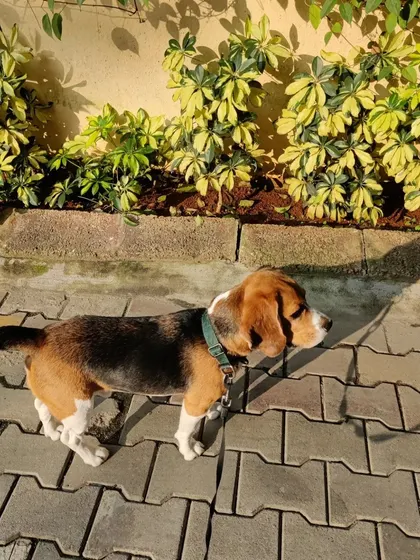 Rossi enjoying a sunny walk. He's an angel on the leash and loves exploring his neighborhood.