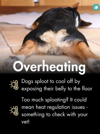 Splooting can be a way for dogs to cool down. However, if it happens excessively, it could indicate issues with heat regulation, a topic worth discussing with your vet.