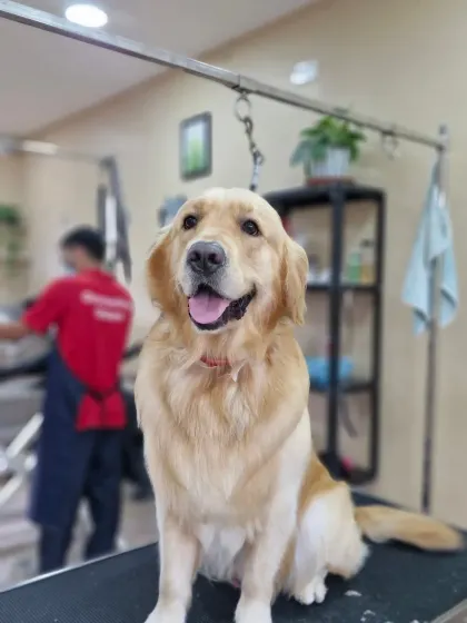 This Golden Retriever is looking proud and majestic after his grooming session. A clean coat truly shines.
