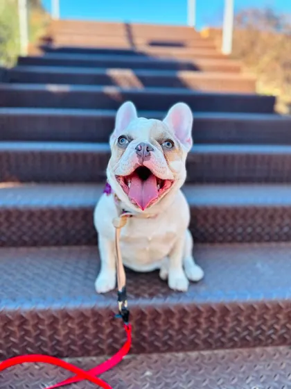 This is Mia, one of two "piggies" who just graduated. Her owners knew Frenchies can be a handful, so we worked on establishing control and basic obedience early on.