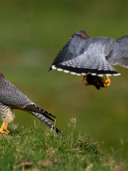 A fantastic behavioral shot of two Red-necked Falcons. One is perched while the other flies past, possibly with prey, showcasing their dynamic interactions.