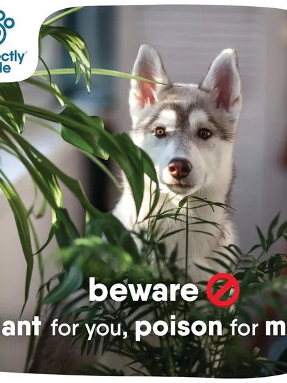 A reminder to all pet parents: what's a beautiful plant for you might be poison for me. Always check if a plant is pet-safe.