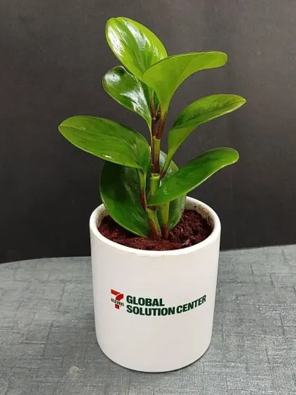 A Peperomia plant in a classic white ceramic cylinder pot, branded with the Global Solution Center logo. This is a popular and professional choice for desk plant gifts.