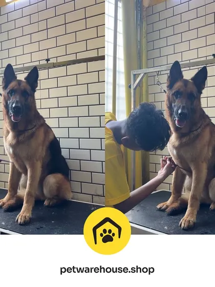Our groomer gives this majestic German Shepherd a careful nail trim. We handle large breeds with confidence and expertise, ensuring their safety and comfort on our sturdy grooming tables.