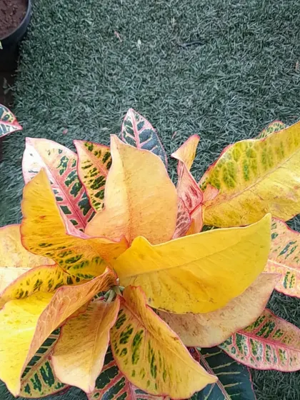 The bright yellow and green leaves of a Croton plant. These are excellent for adding a splash of permanent color to your garden, especially in sunny spots.