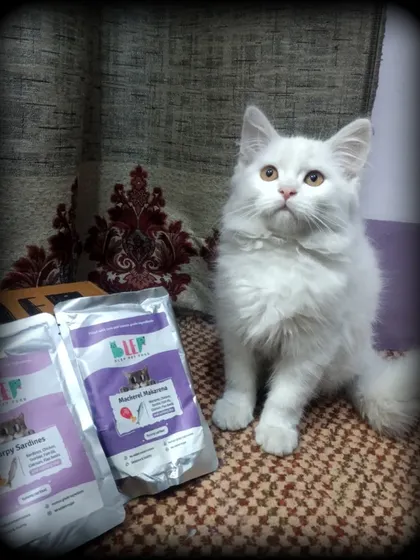 This beautiful white Persian cat posing with our Mackerel and Sardine meals is ready for a feast.