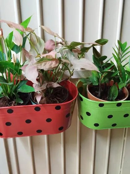 I love these cute, polka-dotted railing planters. They are perfect for balconies and windows, adding a cheerful pop of color and a great home for smaller plants like anthuriums and syngoniums.