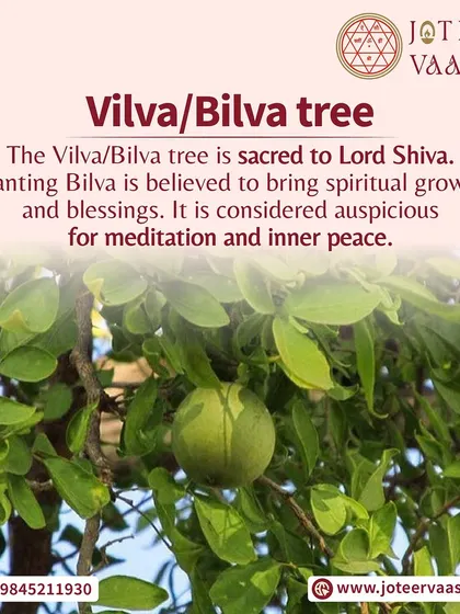 The Vilva or Bilva tree is sacred to Lord Shiva. Planting this tree is believed to bring spiritual growth and blessings, and it is considered highly auspicious for meditation and inner peace.