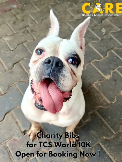 Snowy has an important announcement! Charity bibs for the TCS World 10K are open for booking. Join the CARE squad and dedicate your run to the street animals of Bangalore.