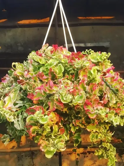 A stunning hanging basket of curly pink Pedilanthus. The mix of green, white, and pink on its crinkled leaves makes it a real eye-catcher.