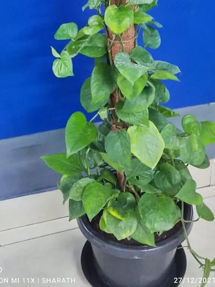 A Money Plant (Epipremnum aureum) with a moss pole, a popular rental choice for its air-purifying qualities and ease of care.
