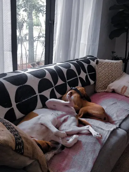 Kulfi and Dali cuddling on the couch. This shows how even nervous dogs can relax and feel safe with the right in-home care.