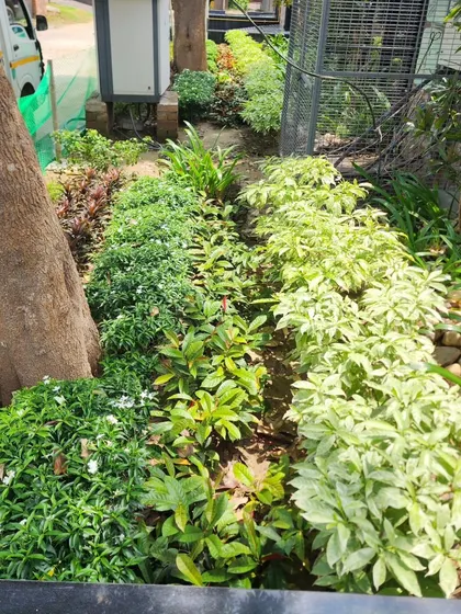 A narrow garden bed filled with a variety of textures and colors, showcasing our ability to bring nature to every corner of a property.