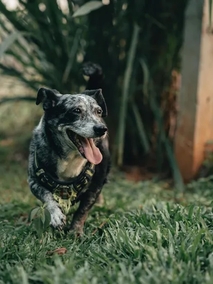 A happy dog enjoying the fresh air and green grass. My rule is simple: no unhappy dogs. Every dog that comes here is treated with love and respect.