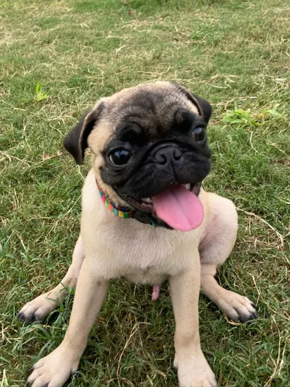 The face of pure, unadulterated pug joy.