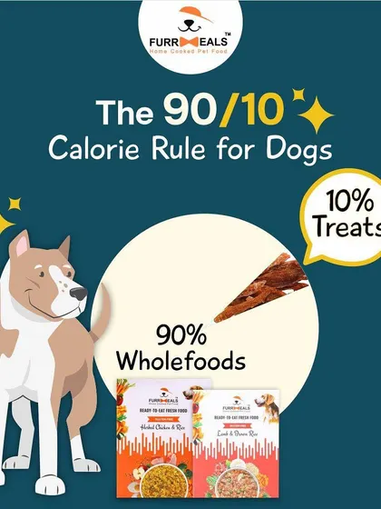 The 90/10 calorie rule is critical for weight management. 90% of your dog's calories should come from their balanced meals, and only 10% from treats. This simple rule helps keep their diet on track.