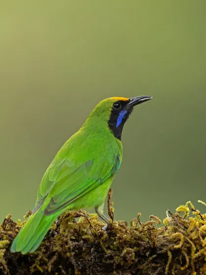 A Golden-fronted Leafbird, a master of camouflage whose green plumage blends perfectly with the leaves.