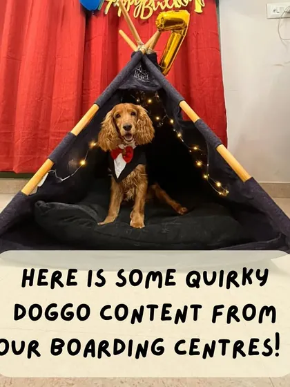 From dapper dogs in tents to cozy cuddle puddles, our boarding centers are full of quirky, heartwarming moments that make every day special.
