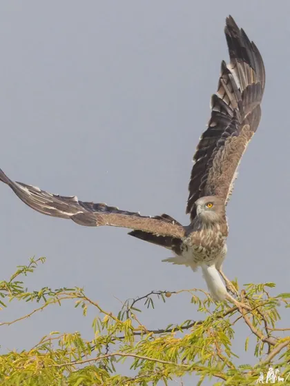 A Short-toed Snake Eagle displays its might as it takes off, showing its full wingspan of over five feet.