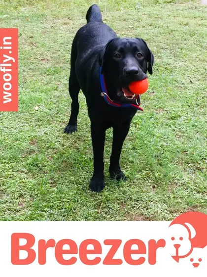 Breezer the black Labrador is ready for a game of fetch, looking sleek and clean. My grooming services help keep your active dog's coat in top condition.
