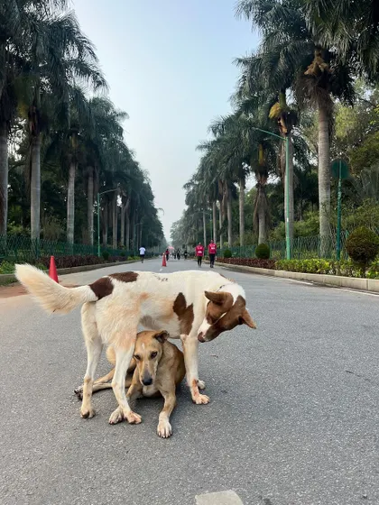 A different angle of the playful dogs on the park road.