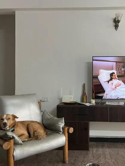 Even our furry friends enjoy a bit of TV time. Here's Luffy relaxing with me in the evening, proving that companionship is just as important as walks and meals.