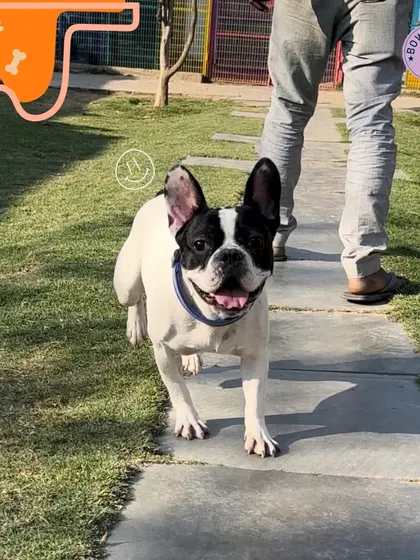 A happy French Bulldog trotting along the path, clearly enjoying its day at our facility. We love seeing our guests with such a spring in their step.