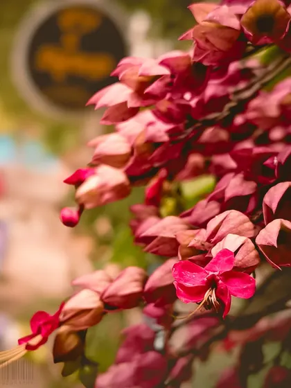 A cluster of pink flowers against a blurred background. This shot uses depth of field to make the subject stand out beautifully.