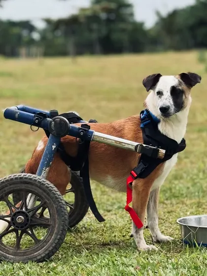 This sweet-faced dog with a custom wheelchair shows that with a little help, every dog can experience the joy of running on grass.
