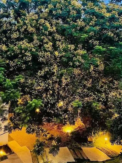 An aerial view showing the canopy of a flowering tree, which we strategically lit from below to create a beautiful effect during its blooming season.
