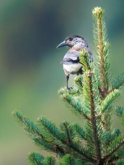 A Spotted Nutcracker surveys its surroundings from a treetop perch. These birds are known for their ability to crack open nuts and store seeds for the winter.
