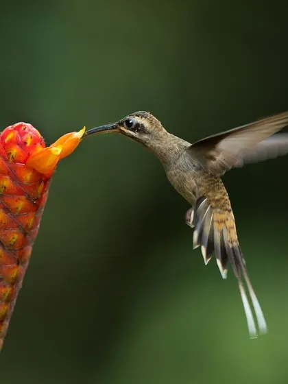 A female Green Hermit hummingbird feeding on a tropical flower.