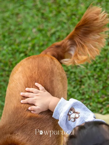 A close-up detail shot of a toddler's hand gently resting on his dog's back, capturing a moment of connection.