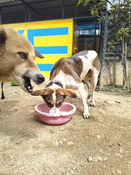 A quiet moment during feeding time. Even in a large pack, each dog finds their own space to enjoy their meal in peace.