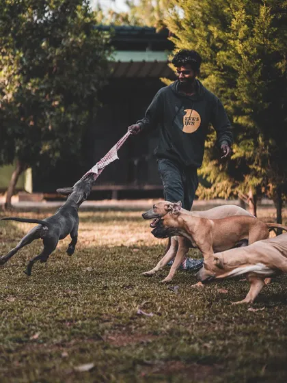 A game of tug-of-war is a great way for these Pitbulls to bond and burn energy. I always supervise group play to ensure it's safe and fun for everyone.