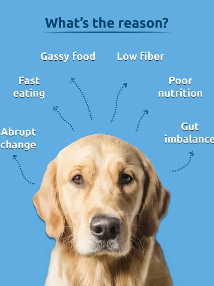 What's the reason behind bloating? It could be anything from eating too fast and poor nutrition to a gut imbalance or an abrupt change in diet. Identifying the cause is the first step.