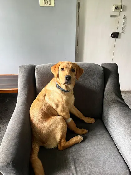 Lyka sitting politely in a chair. She is currently undergoing potty training and will need a family committed to continuing her education. Sterilisation at the appropriate age is mandatory.