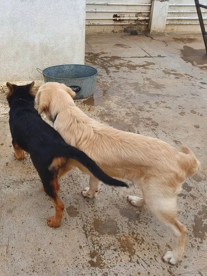 Two dogs walking side-by-side. This demonstrates companionship and comfort with each other's presence, a key goal of socialization.