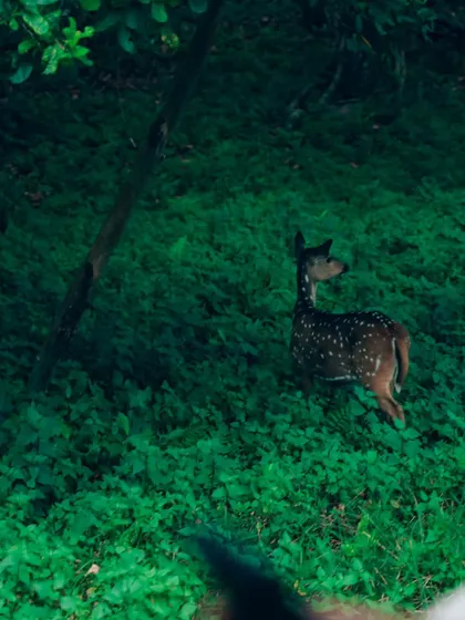 A young deer seen from behind as it moves into the darker parts of the forest. The lighting in this shot creates a moody and mysterious atmosphere.